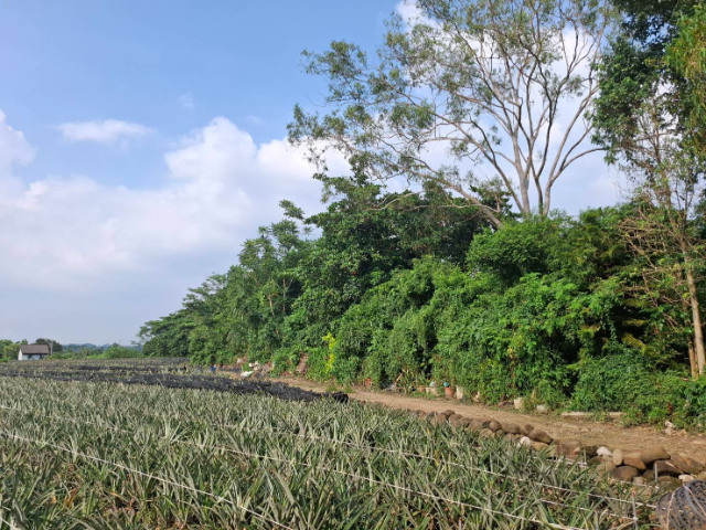 中埔義仁村挖仔厝農地